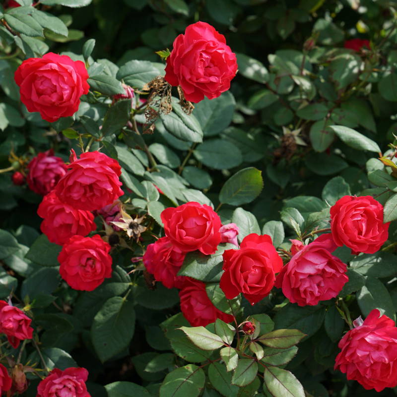 Vivid red roses